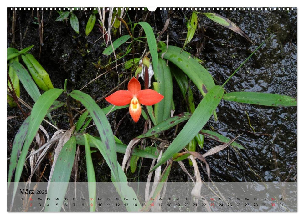 Orchideenland Ecuador (CALVENDO Premium Wandkalender 2025)