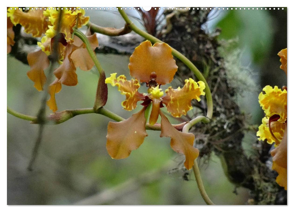 Orchideenland Ecuador (CALVENDO Premium Wandkalender 2025)