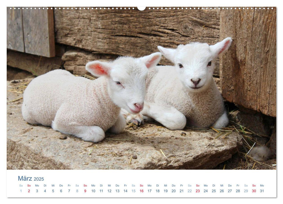 Tierisches Leben auf dem Bauernhof 2025 (CALVENDO Wandkalender 2025)