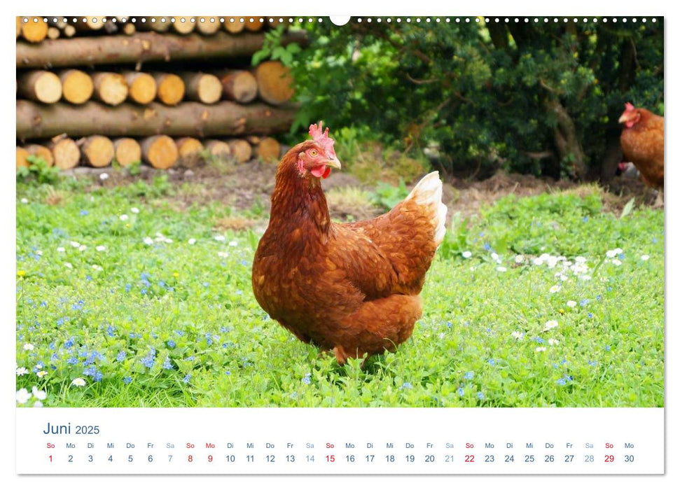 Tierisches Leben auf dem Bauernhof 2025 (CALVENDO Wandkalender 2025)