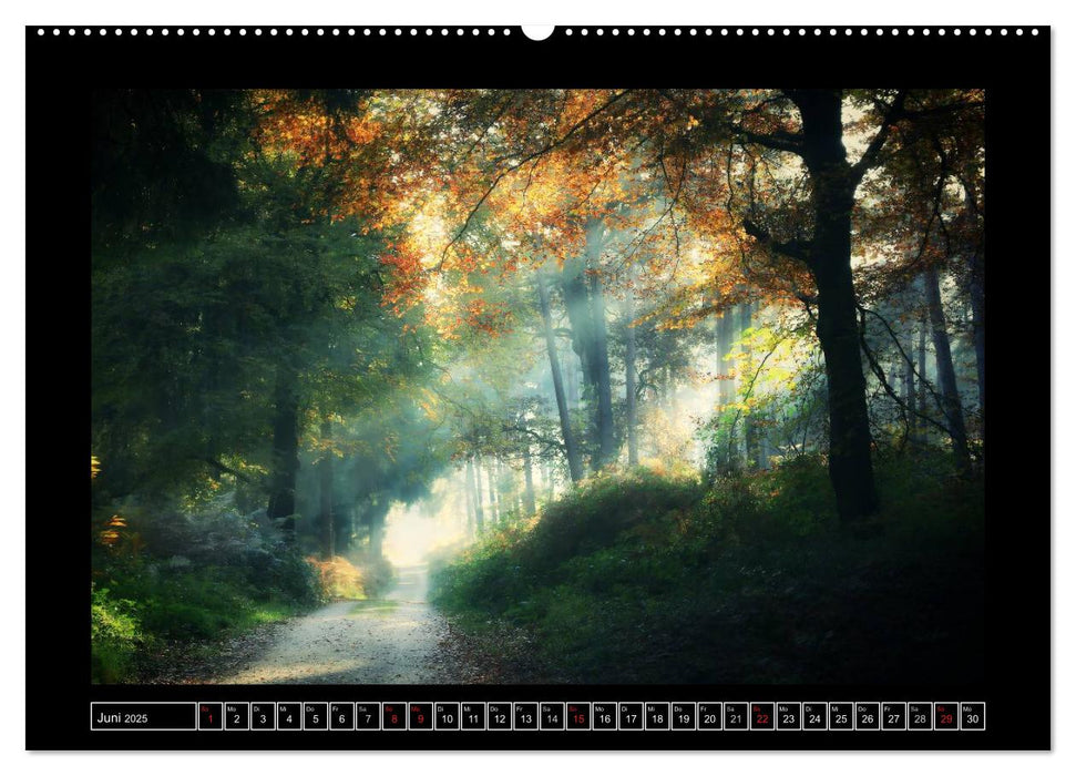 Der Reichswald bei Kleve (CALVENDO Wandkalender 2025)