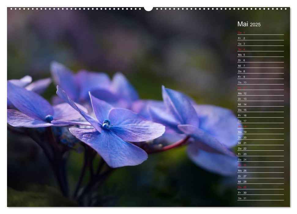 Die Hortensie und ihre vielen Gesichter (CALVENDO Premium Wandkalender 2025)