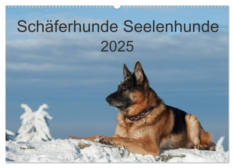 Schäferhunde Seelenhunde (CALVENDO Wandkalender 2025)