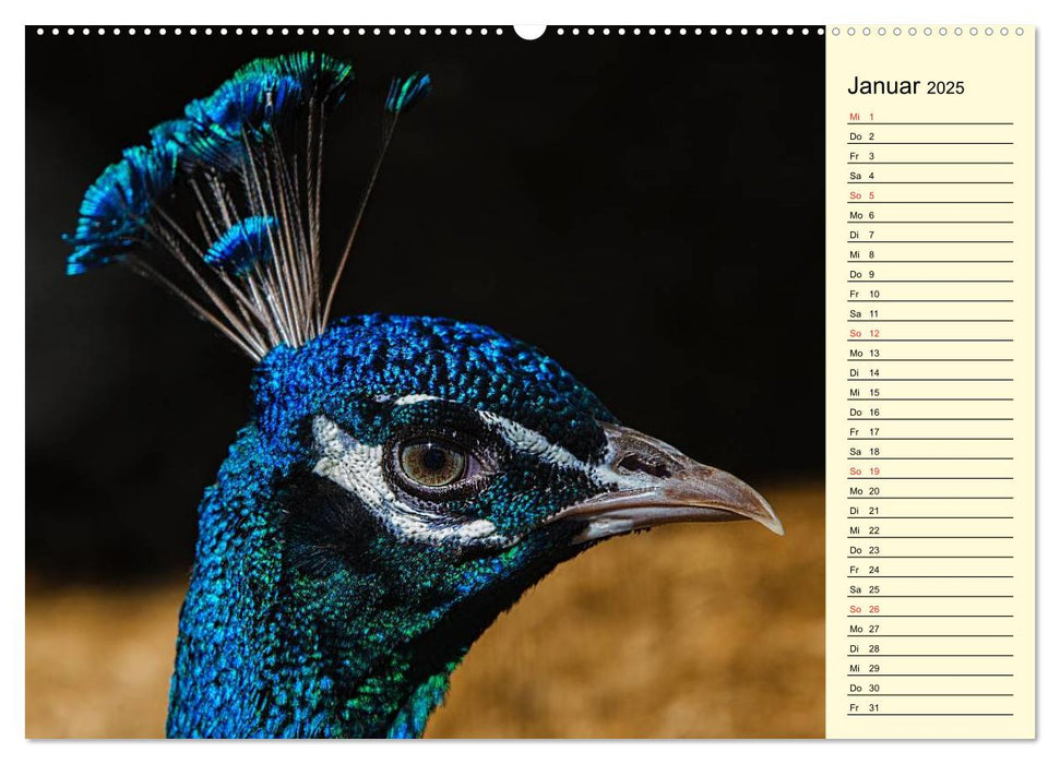 Pfaue. Prächtig und schillernd (CALVENDO Premium Wandkalender 2025)