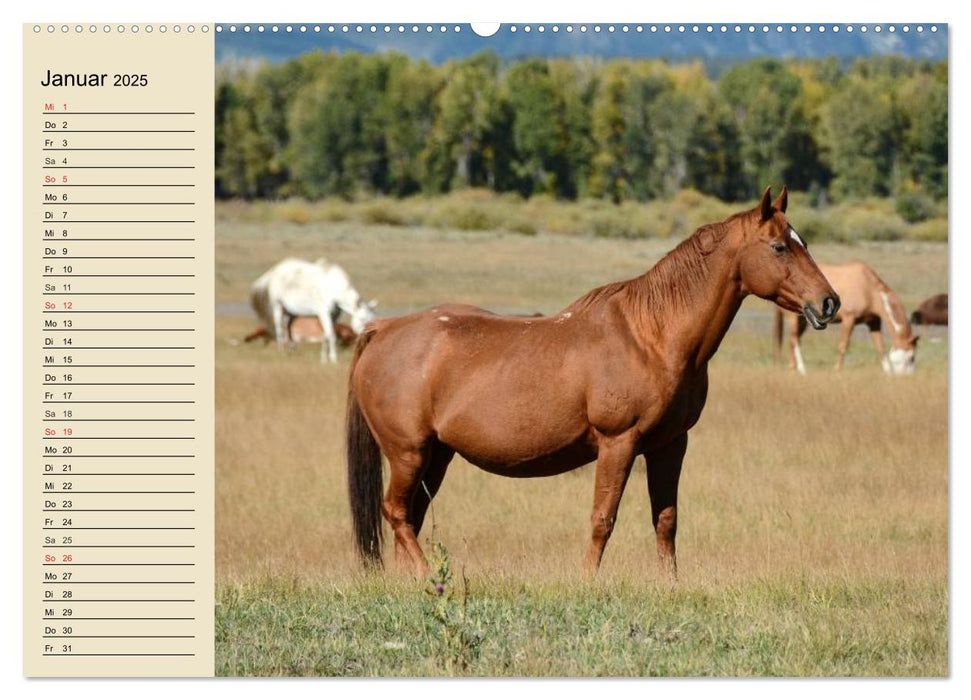 Wildpferde. Frei wie der Wind (CALVENDO Premium Wandkalender 2025)