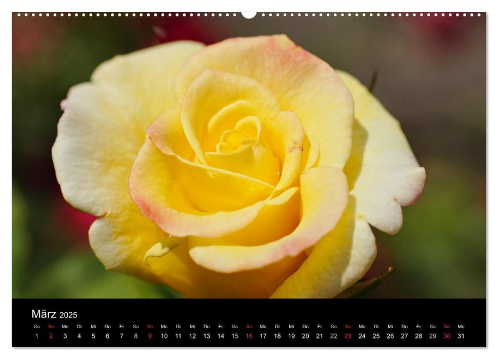 Jede Blume ein Gedicht (CALVENDO Wandkalender 2025)