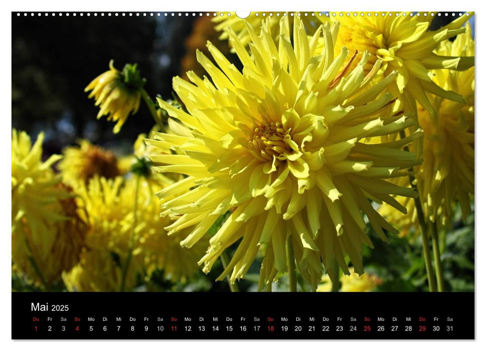 Jede Blume ein Gedicht (CALVENDO Wandkalender 2025)