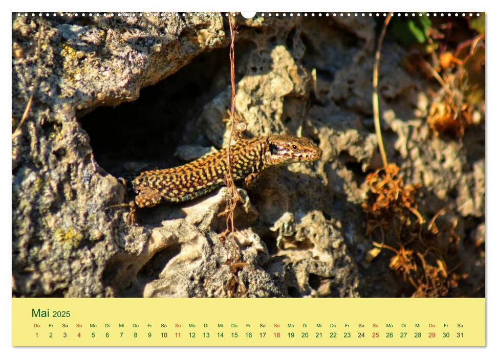 Flinke Eidechsen (CALVENDO Premium Wandkalender 2025)