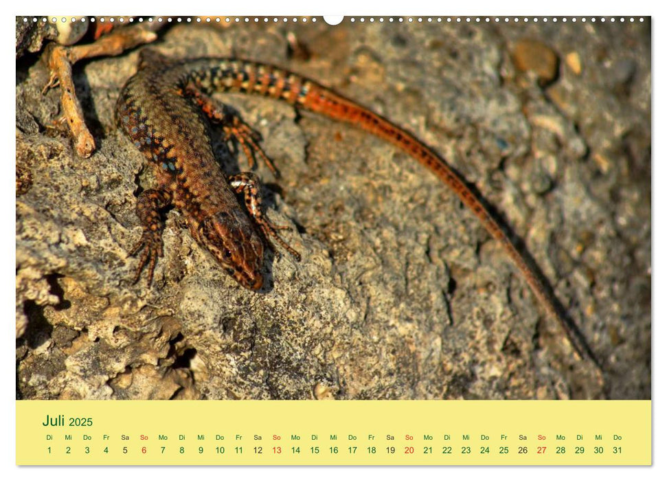 Flinke Eidechsen (CALVENDO Premium Wandkalender 2025)