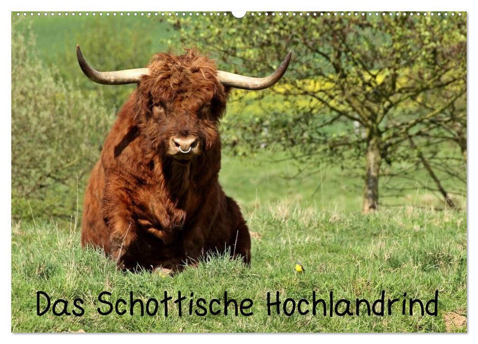 Das Schottische Hochlandrind (CALVENDO Wandkalender 2025)