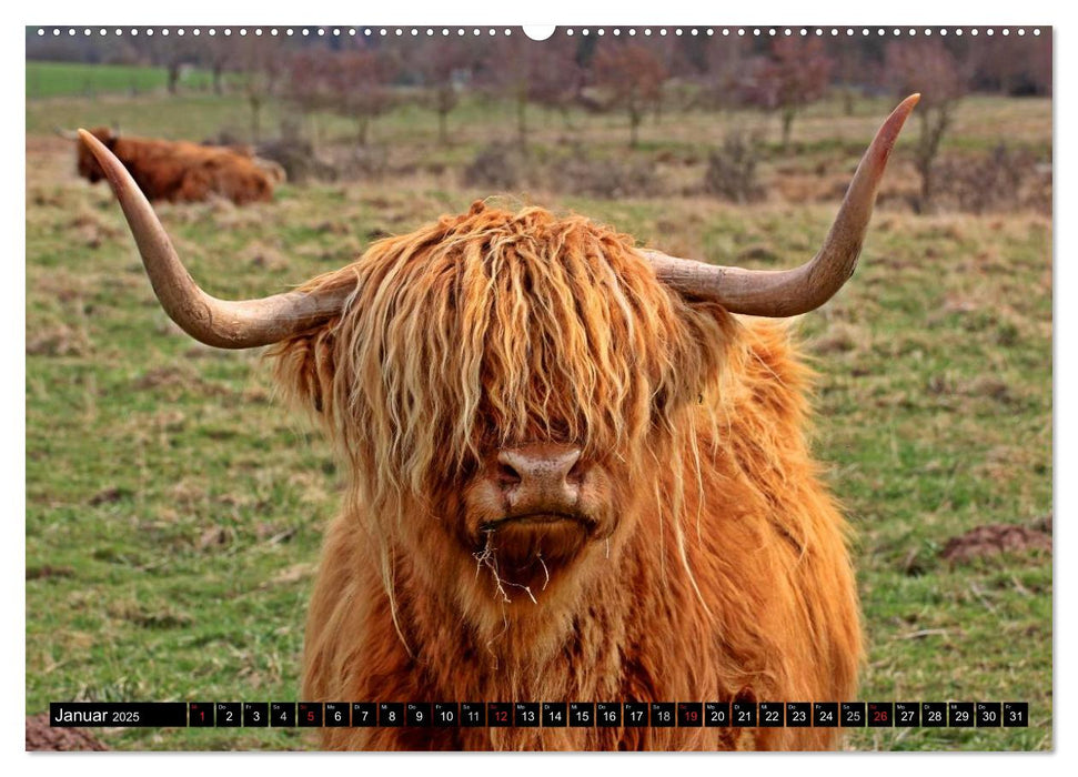 Das Schottische Hochlandrind (CALVENDO Wandkalender 2025)