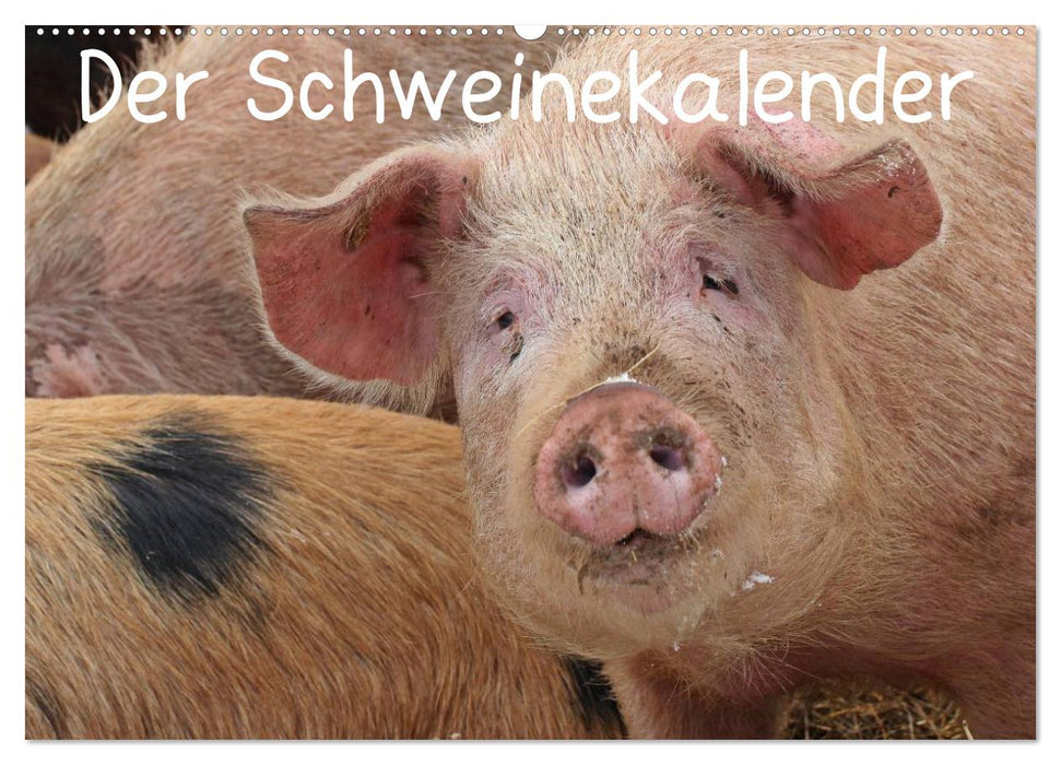 Der Schweinekalender (CALVENDO Wandkalender 2025)