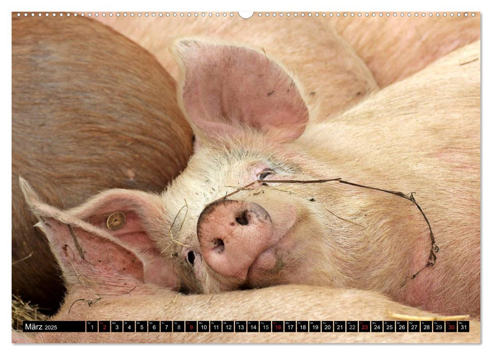 Der Schweinekalender (CALVENDO Wandkalender 2025)