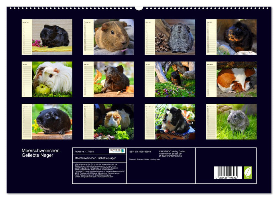 Meerschweinchen. Geliebte Nager (CALVENDO Premium Wandkalender 2025)