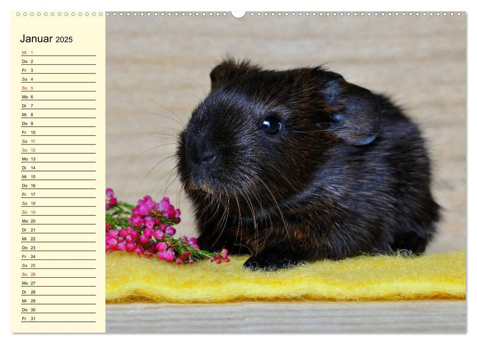 Meerschweinchen. Geliebte Nager (CALVENDO Premium Wandkalender 2025)