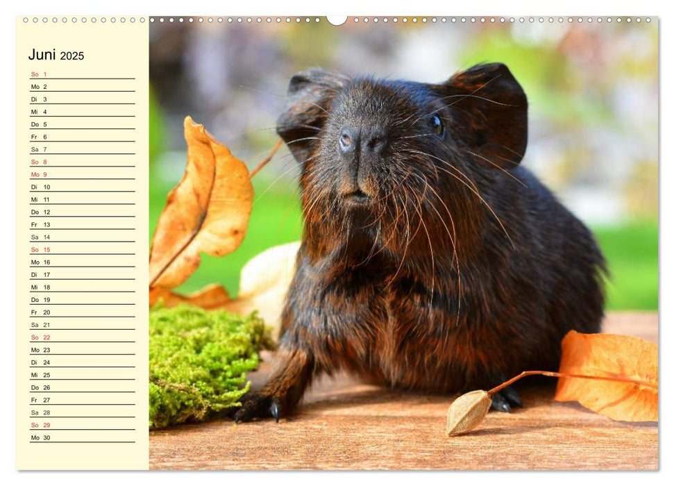 Meerschweinchen. Geliebte Nager (CALVENDO Premium Wandkalender 2025)