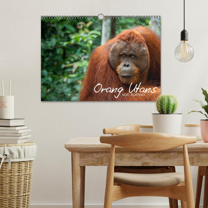 Orang Utans von Borneo Tierkalender 2025 (CALVENDO Wandkalender 2025)