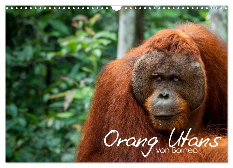 Orang Utans von Borneo Tierkalender 2025 (CALVENDO Wandkalender 2025)