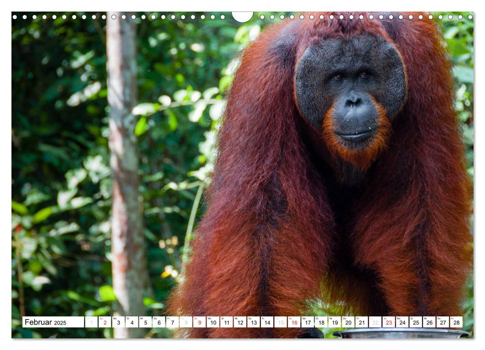 Orang Utans von Borneo Tierkalender 2025 (CALVENDO Wandkalender 2025)