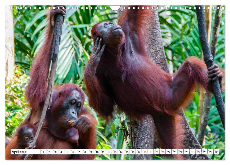 Orang Utans von Borneo Tierkalender 2025 (CALVENDO Wandkalender 2025)