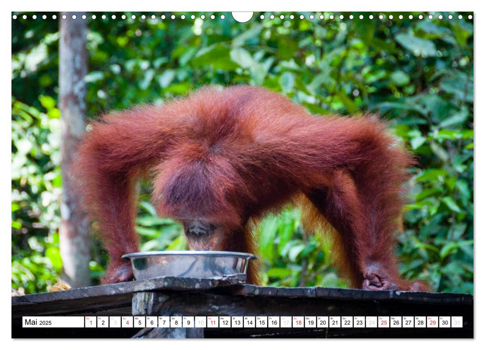 Orang Utans von Borneo Tierkalender 2025 (CALVENDO Wandkalender 2025)