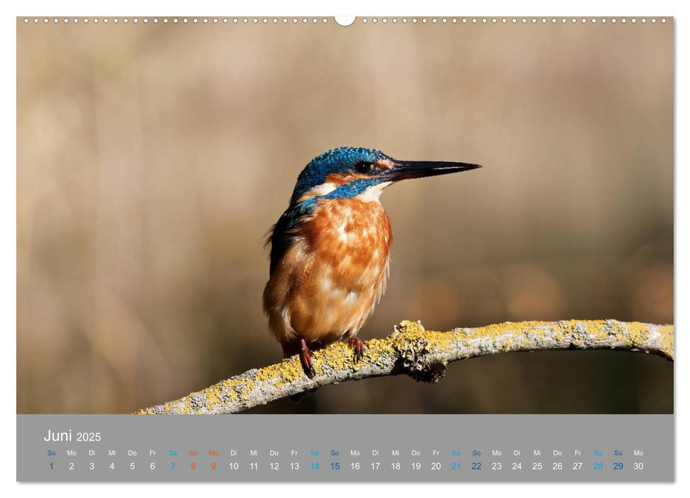 Eisvögel - emotionale Momente mit den fliegenden Edelsteinen (CALVENDO Premium Wandkalender 2025)