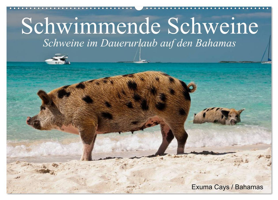 Schwimmende Schweine (CALVENDO Wandkalender 2025)