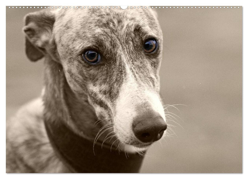 Galgo eye-catcher (CALVENDO Premium Wandkalender 2025)