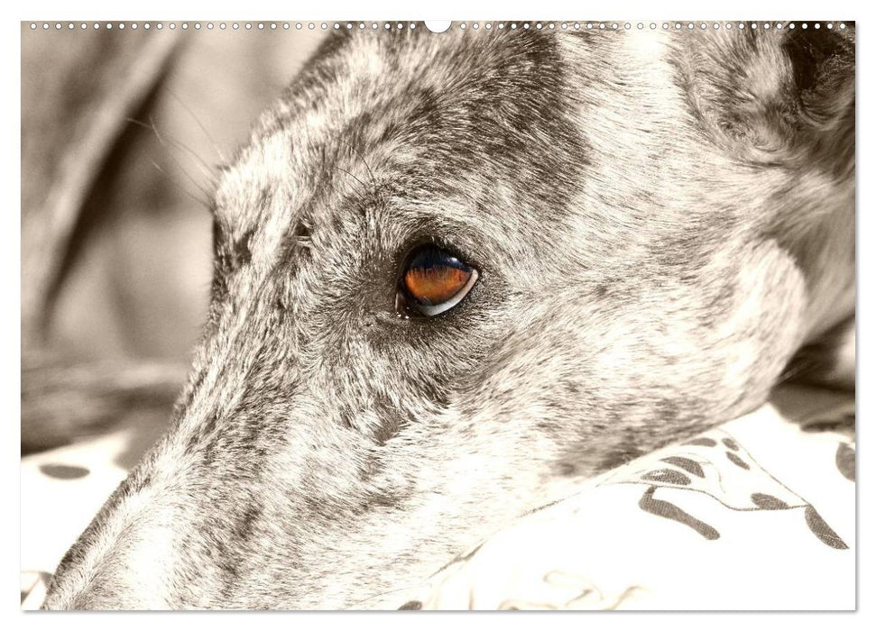 Galgo eye-catcher (CALVENDO Premium Wandkalender 2025)