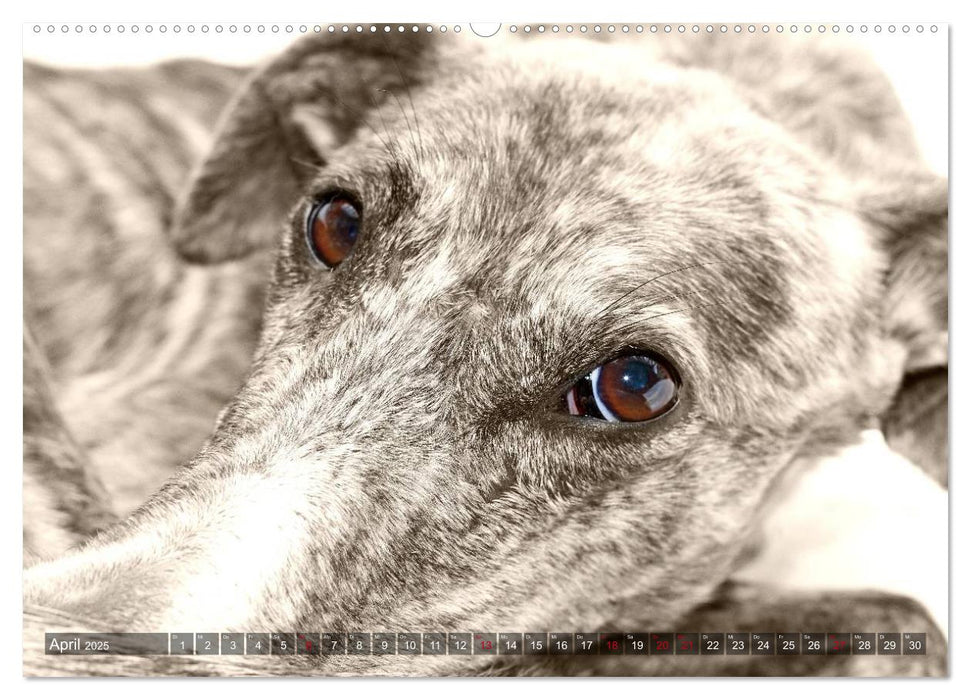 Galgo eye-catcher (CALVENDO Premium Wandkalender 2025)