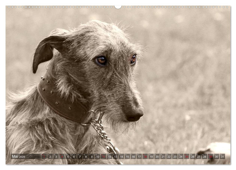 Galgo eye-catcher (CALVENDO Premium Wandkalender 2025)