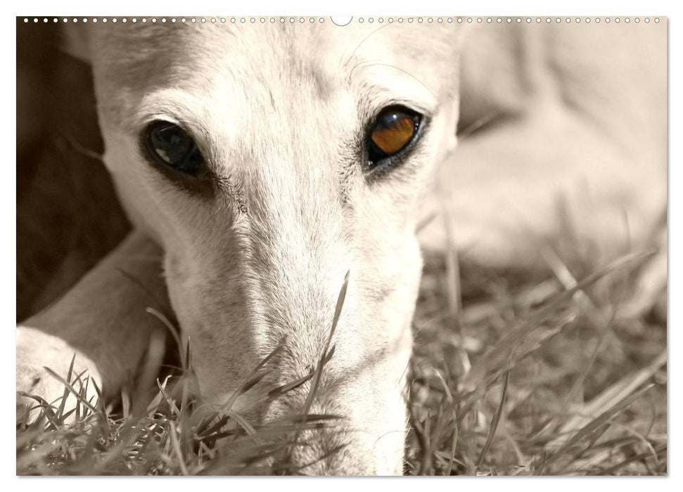 Galgo eye-catcher (CALVENDO Premium Wandkalender 2025)