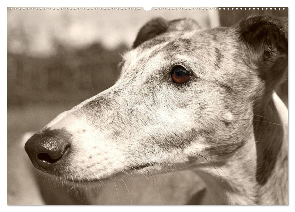 Galgo eye-catcher (CALVENDO Premium Wandkalender 2025)