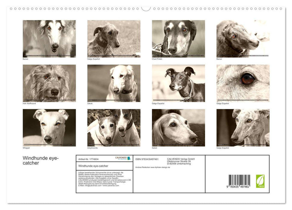 Windhunde eye-catcher (CALVENDO Premium Wandkalender 2025)