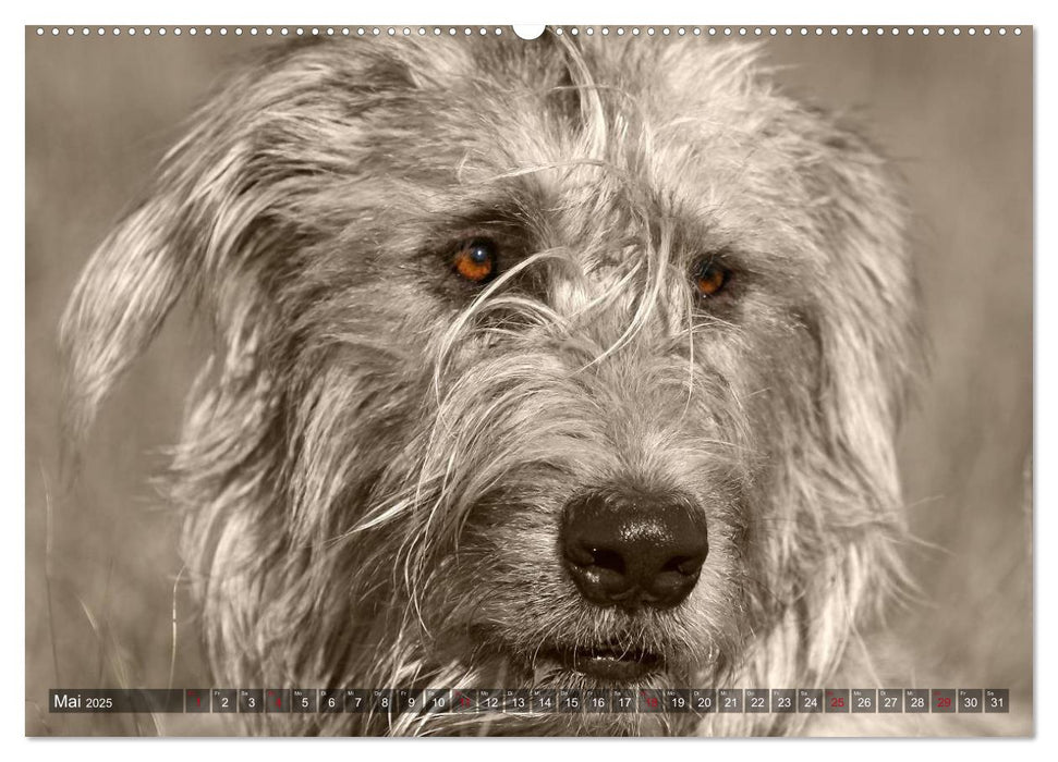 Windhunde eye-catcher (CALVENDO Premium Wandkalender 2025)