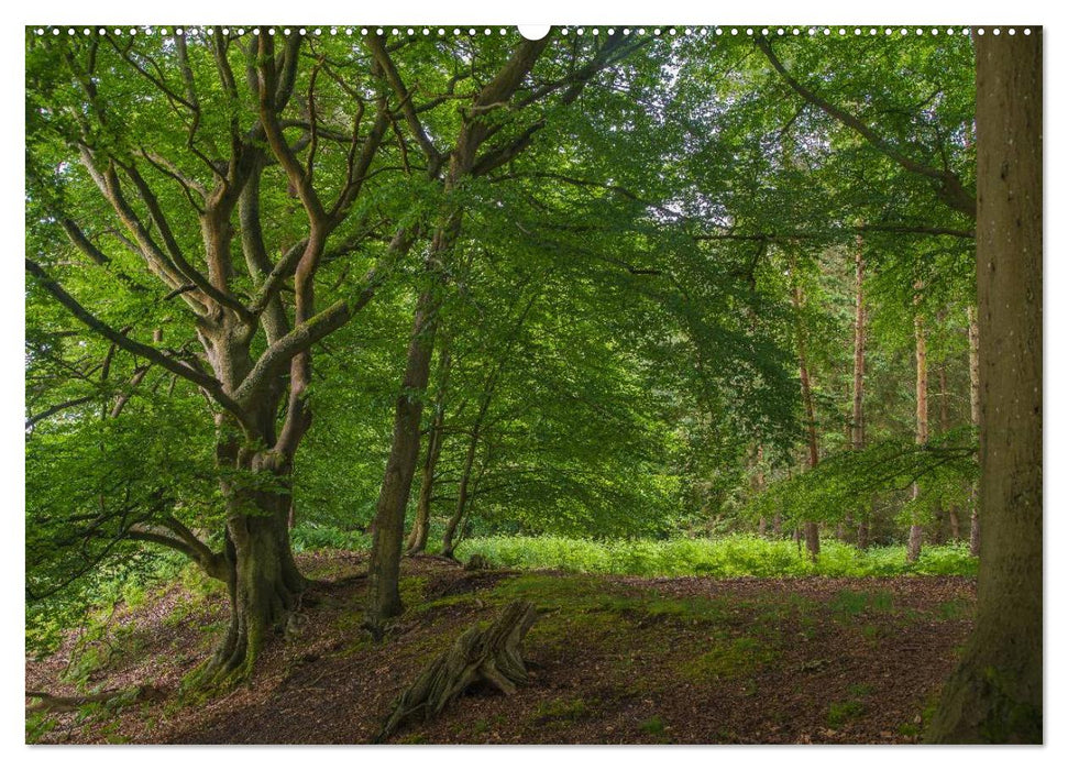 Nationalparks an der Ostsee (CALVENDO Premium Wandkalender 2025)