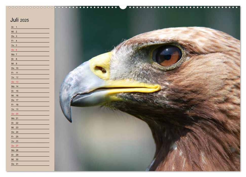 Der Steinadler. Majestätischer Greifvogel (CALVENDO Premium Wandkalender 2025)