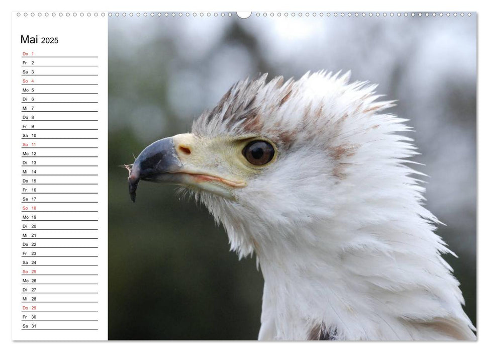 Weißkopfseeadler. Symbol der Freiheit (CALVENDO Premium Wandkalender 2025)