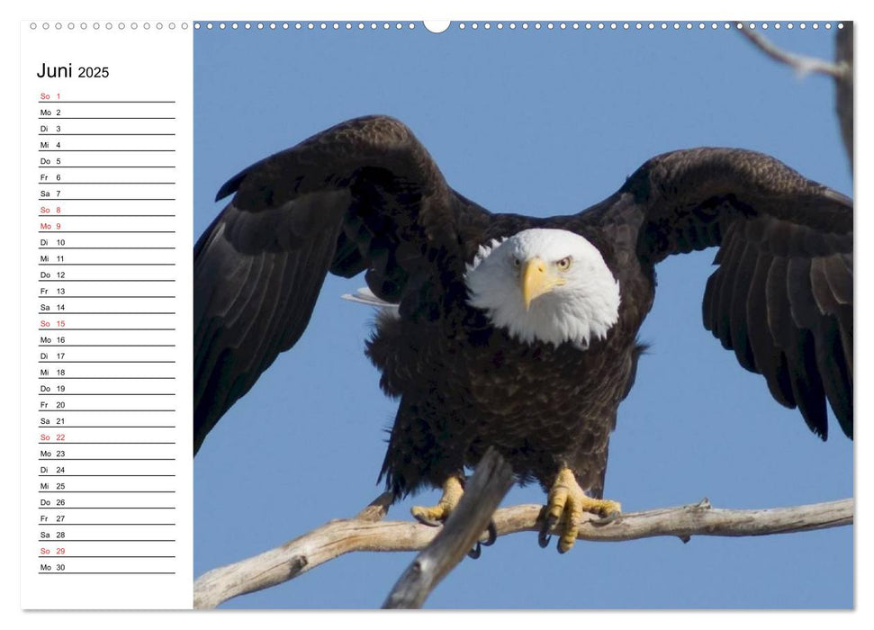 Weißkopfseeadler. Symbol der Freiheit (CALVENDO Premium Wandkalender 2025)