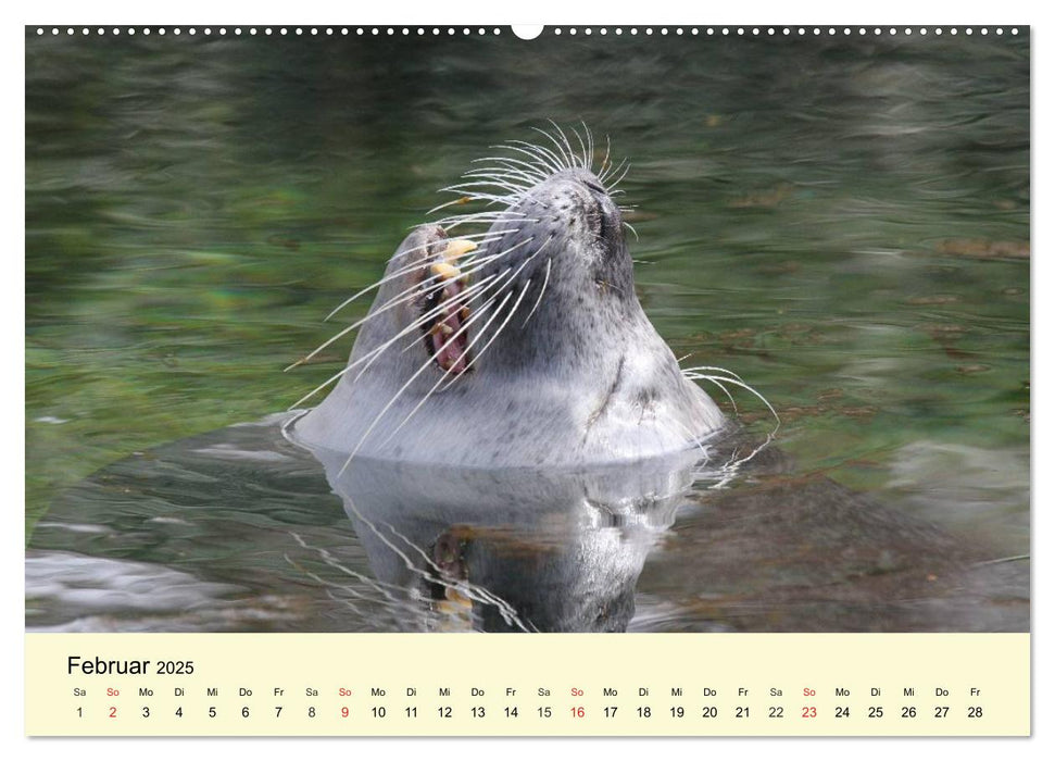 Seehunde und Otter. Putzige Gesellen, perfekte Schwimmer (CALVENDO Premium Wandkalender 2025)