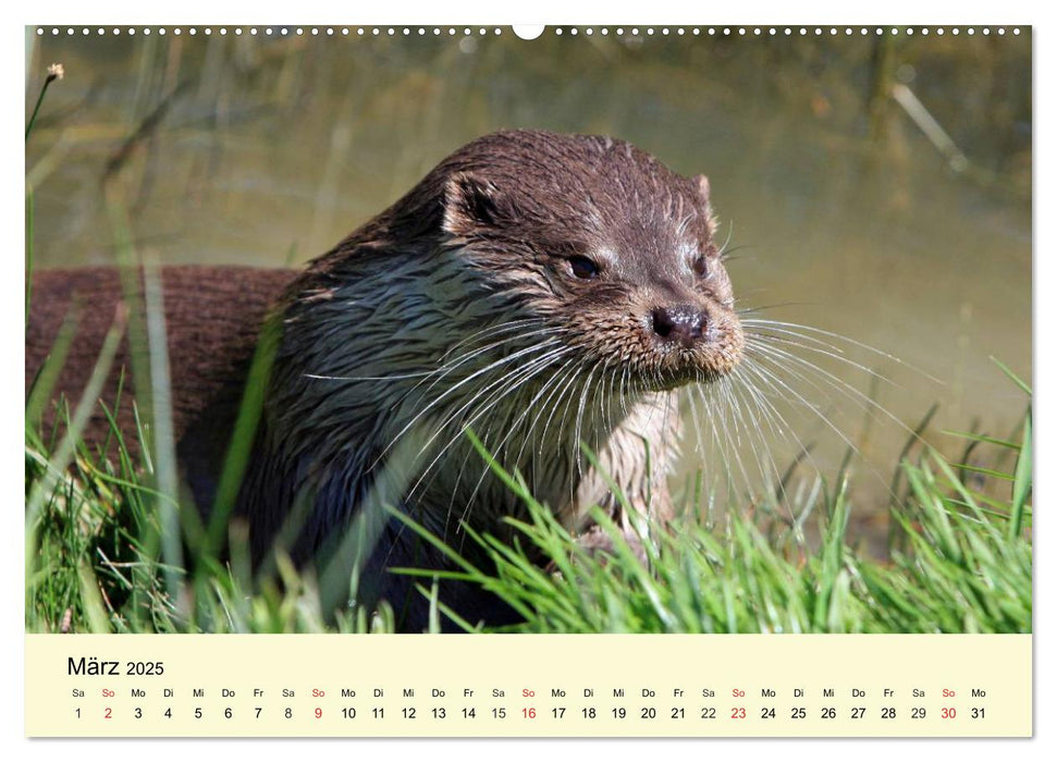 Seehunde und Otter. Putzige Gesellen, perfekte Schwimmer (CALVENDO Premium Wandkalender 2025)