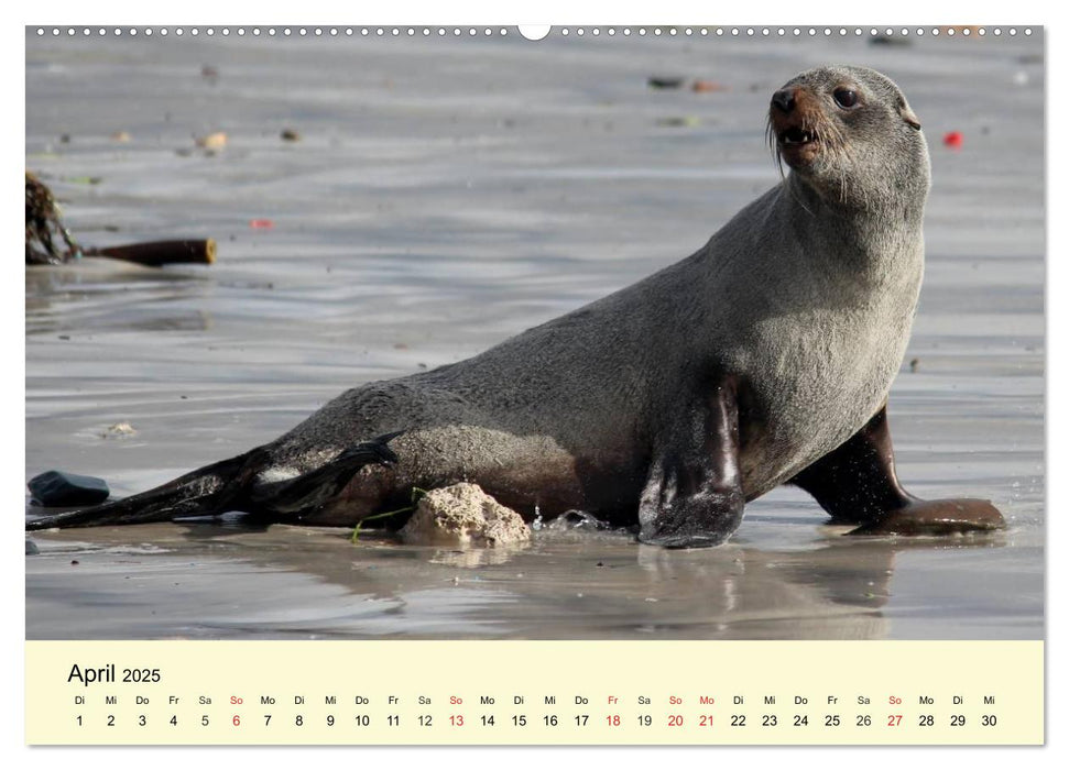 Seehunde und Otter. Putzige Gesellen, perfekte Schwimmer (CALVENDO Premium Wandkalender 2025)