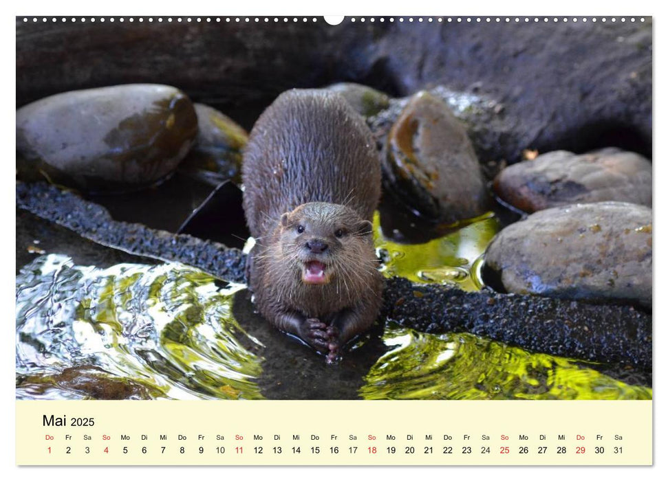 Seehunde und Otter. Putzige Gesellen, perfekte Schwimmer (CALVENDO Premium Wandkalender 2025)