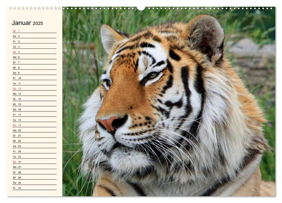 Tiger. Gestreift, wild und schön (CALVENDO Wandkalender 2025)