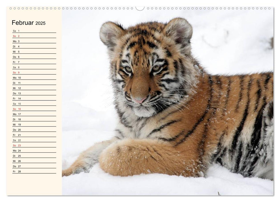 Tiger. Gestreift, wild und schön (CALVENDO Wandkalender 2025)
