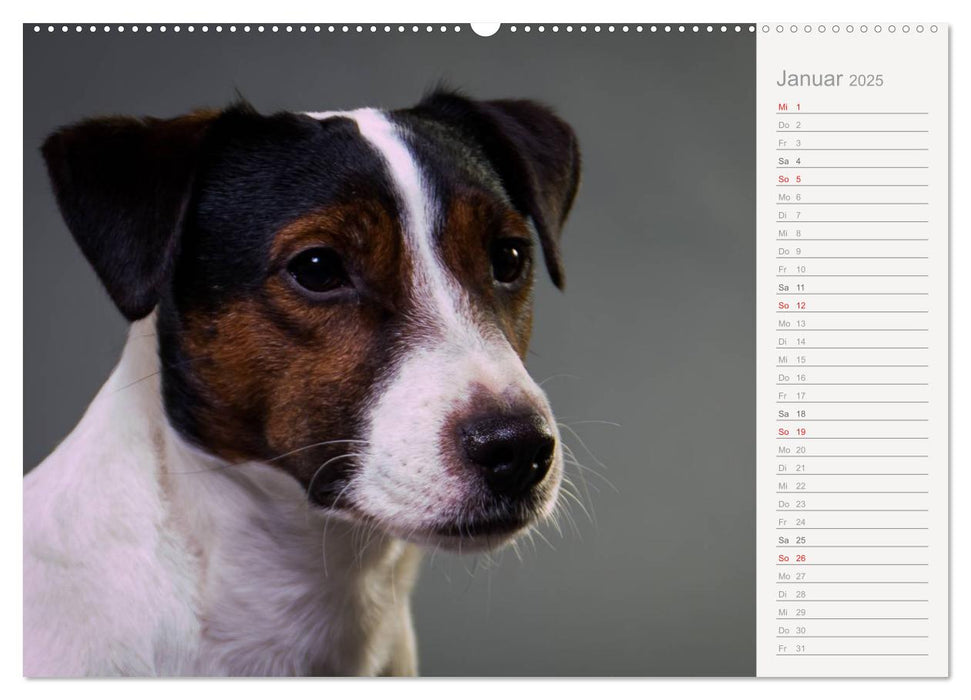 Hundeportraits Eyecatcher-Fotografie (CALVENDO Premium Wandkalender 2025)