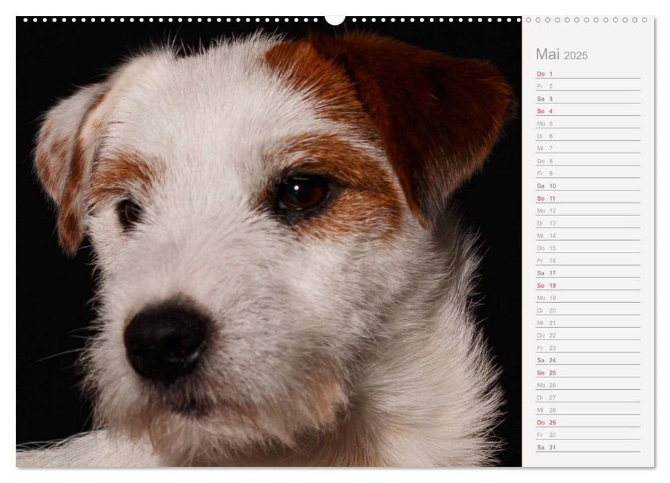 Hundeportraits Eyecatcher-Fotografie (CALVENDO Premium Wandkalender 2025)