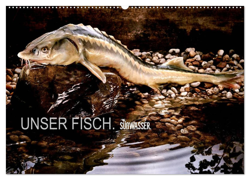 UNSER FISCH. SÜßWASSER. (CALVENDO Wandkalender 2025)