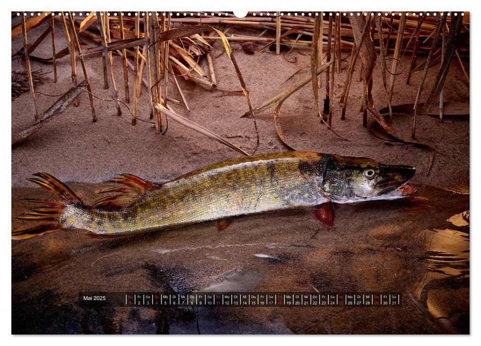 UNSER FISCH. SÜßWASSER. (CALVENDO Wandkalender 2025)