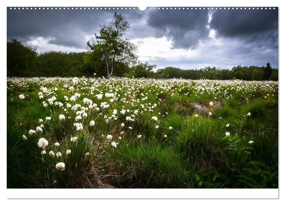 Naturerlebnis im Biosphärenreservat Rhön (CALVENDO Wandkalender 2025)